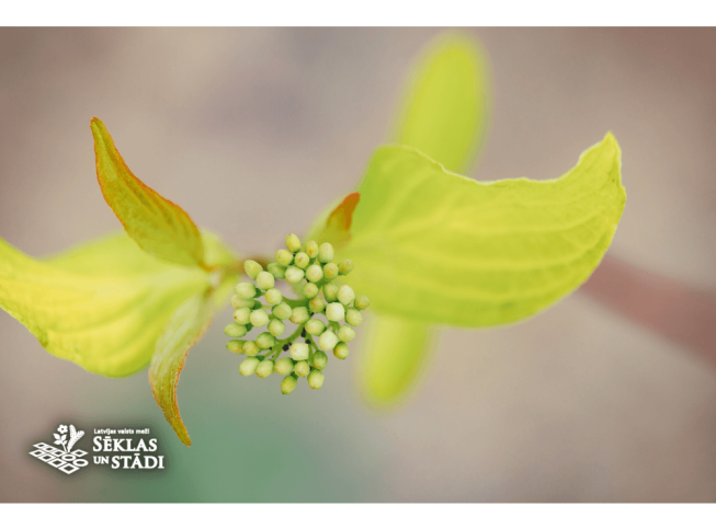 Cornus alba    'Aurea'